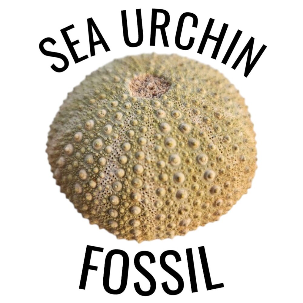 Whole Sea Urchin Fossil Shell Gems and Minerals Rocks Fossils Decor Nautical Nic